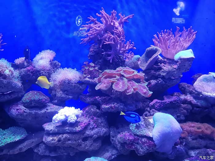 【积分大放送】沃沃带我游览青岛海底世界看梦幻水母