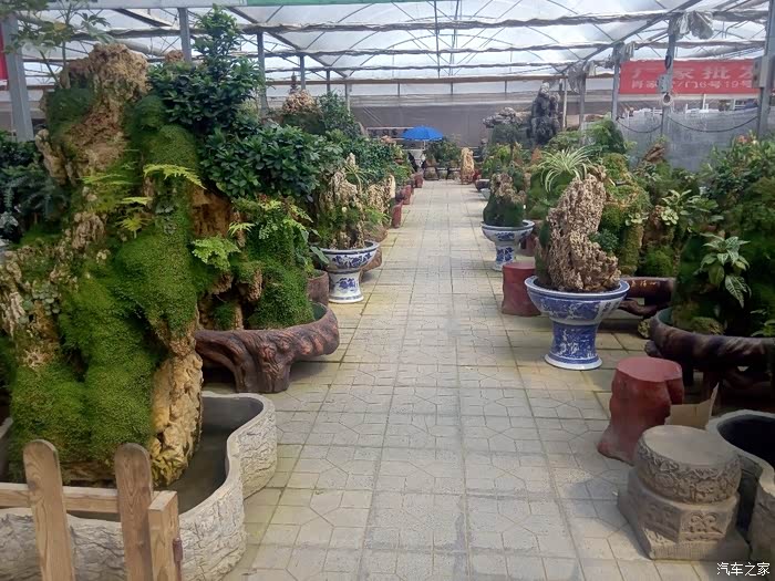 【石家庄cs35车友会】清明小长假之游肖家营花卉基地