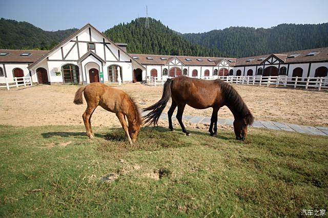 馬場的大馬和小馬,小馬很溫順