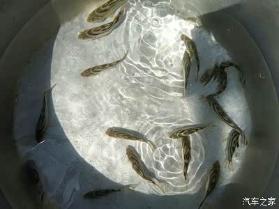 用网兜兜住滴知名滴海鱼今晚滴酒菜就指望它们 瓦鱼瓦鱼美宝嗨森啦