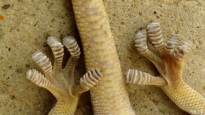 原来壁虎脚上的吸盘是这样的