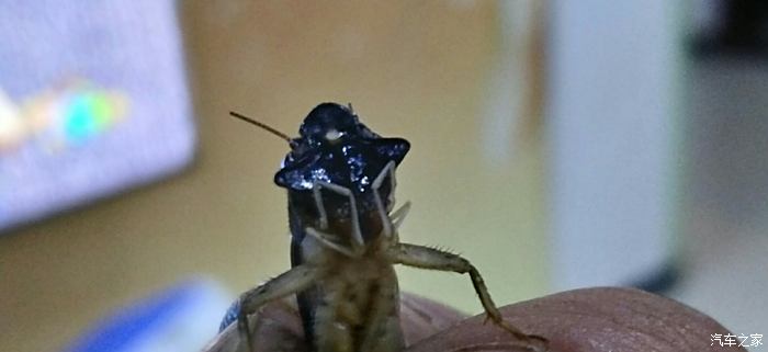 头很小的蟋蟀图片
