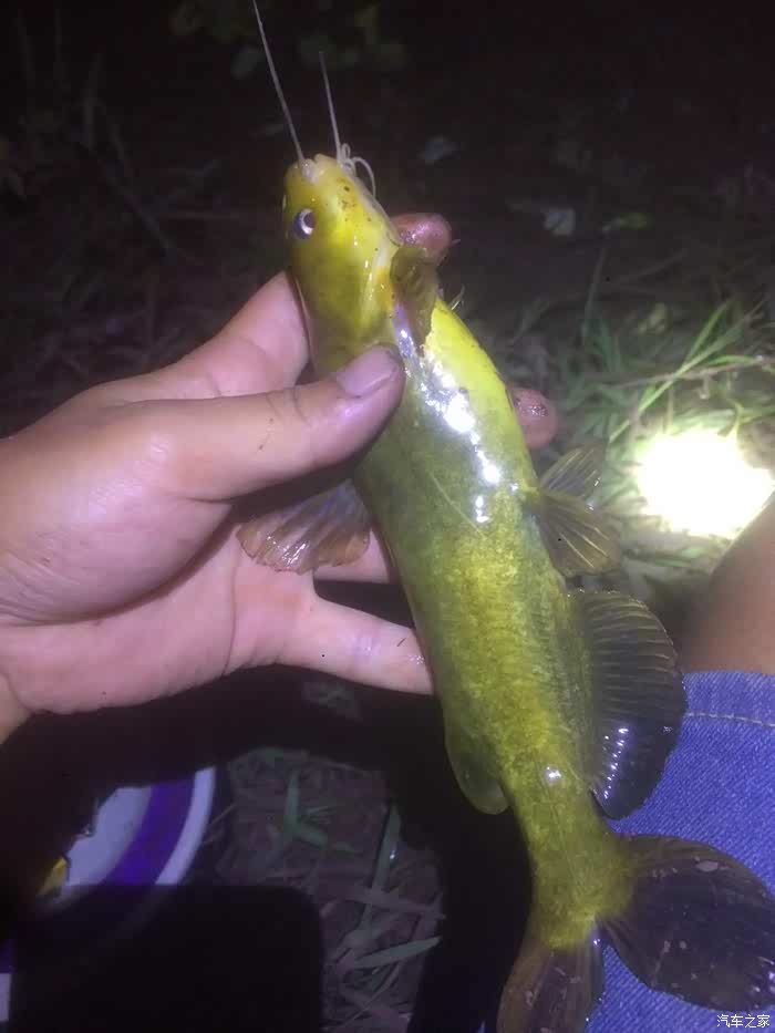 夜钓黄辣丁