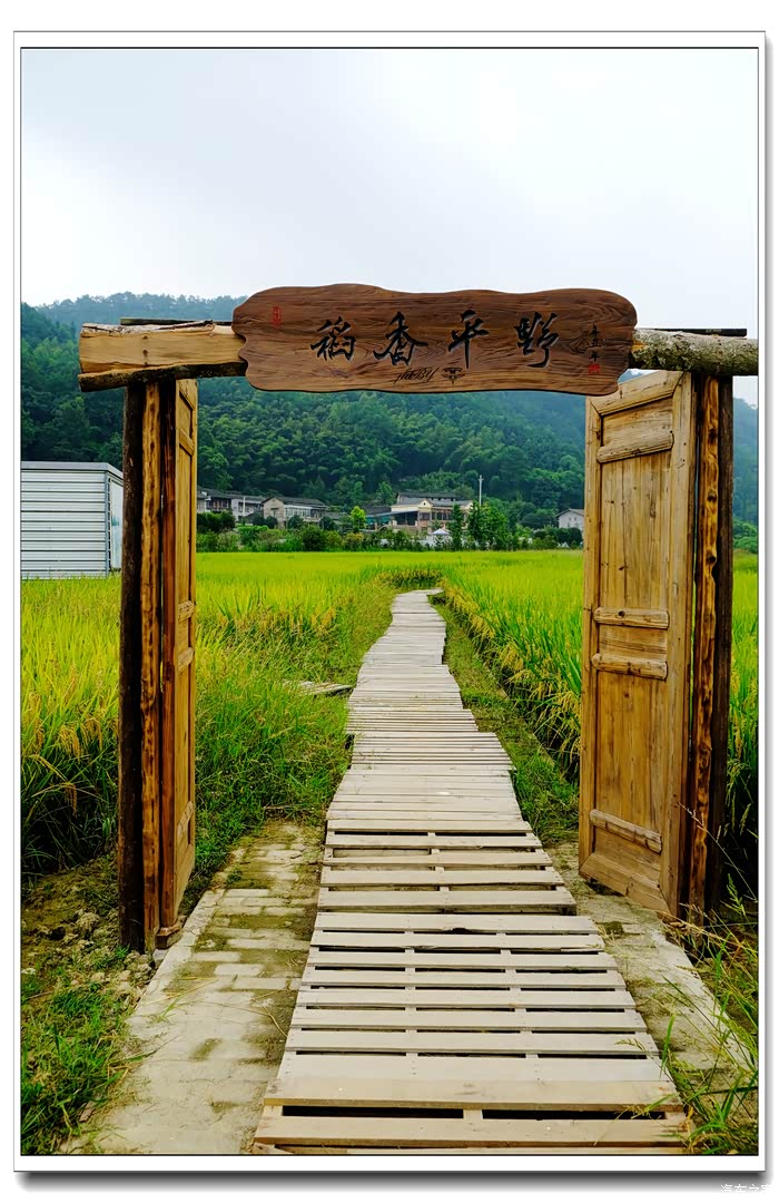 千里马七小虎打卡稻野农场