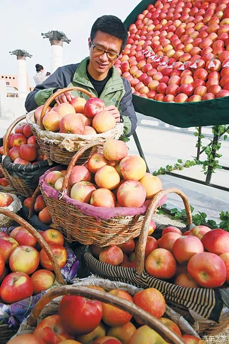 可口的冰糖心阿克苏的红苹果红了