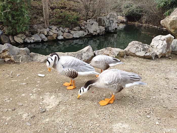 積分大放送小公園裡的小動物們來迎接春天的到來