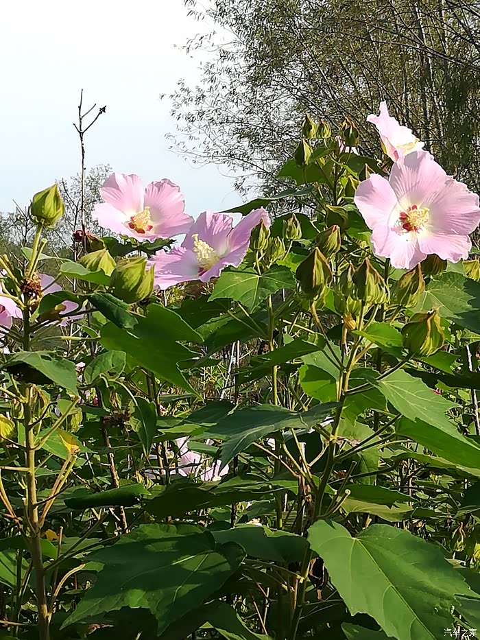 周末时光与小虎一同去欣赏木锦花开共享岁月静好