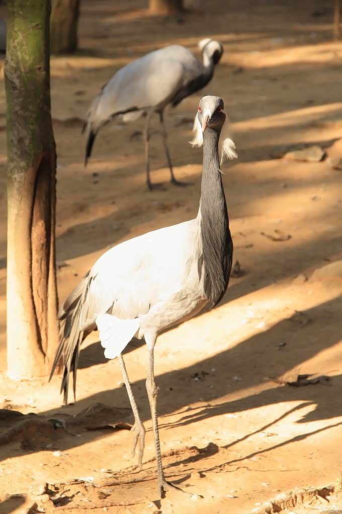 小仙鹤的腿好长好细啊