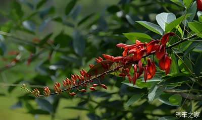 鸡冠刺桐已经果实累累