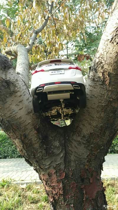 树上的大白_江西_手机汽车之家