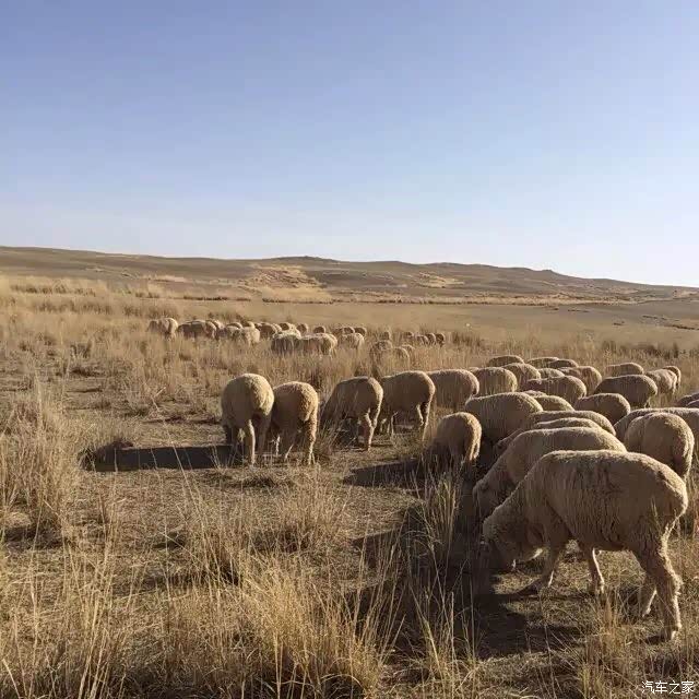 和小7新疆阿布拉什么克拉克草原一日游