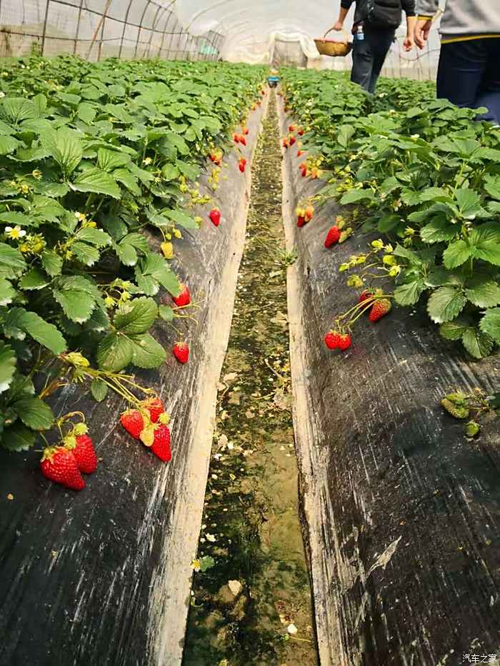 青浦白鹤草莓园图片