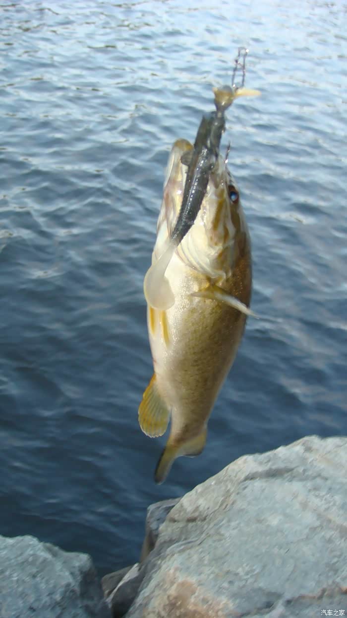 抽空小玩一把就钓到两尾小鲈鱼