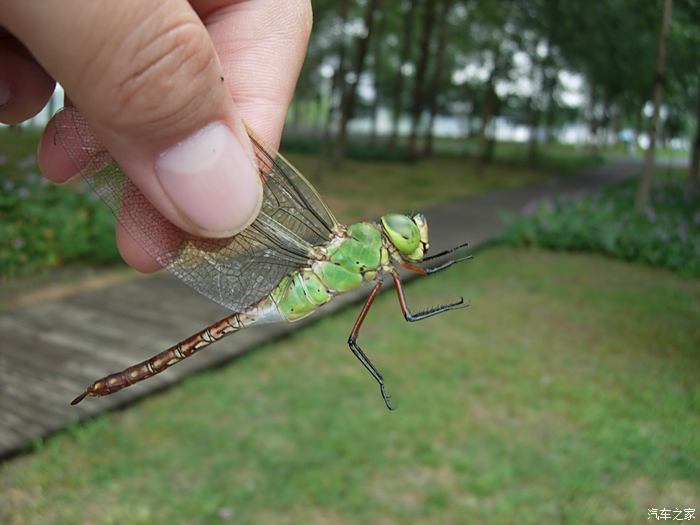 抓大绿豆蜻蜓图片图片