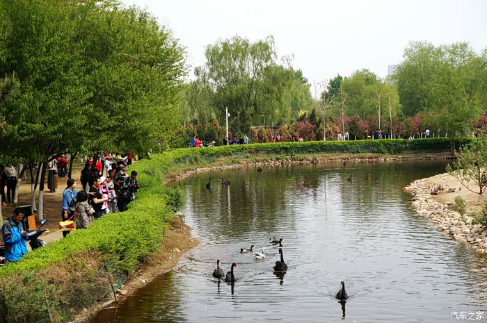 随拍沈阳长白岛公园赏樱花