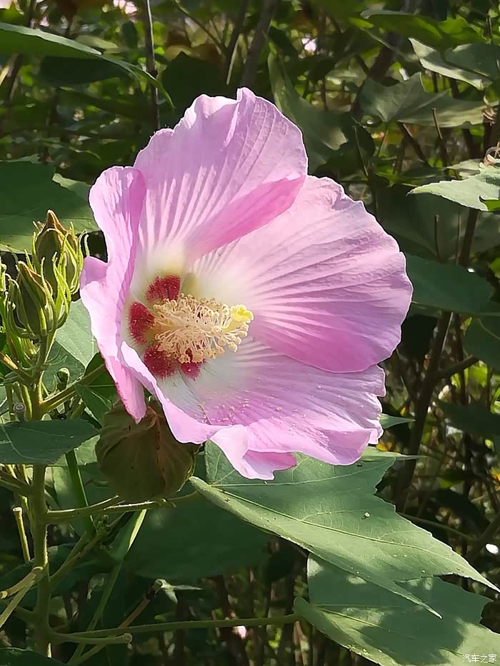 周末时光与小虎一同去欣赏木锦花开共享岁月静好