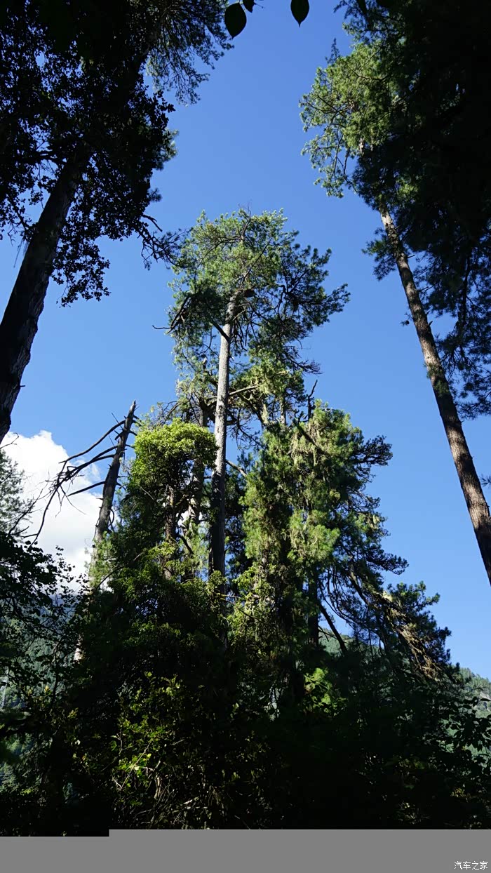 从林芝到波密我的高反之旅四徒步岗云杉林