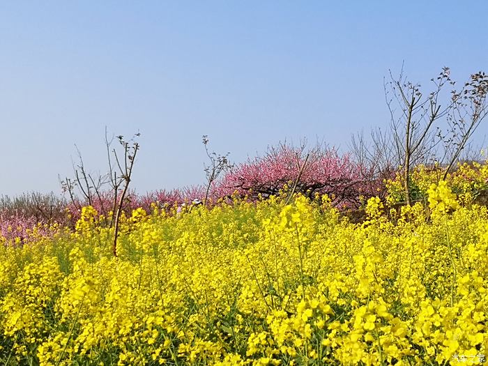 西山坪苓茏苑赏桃花