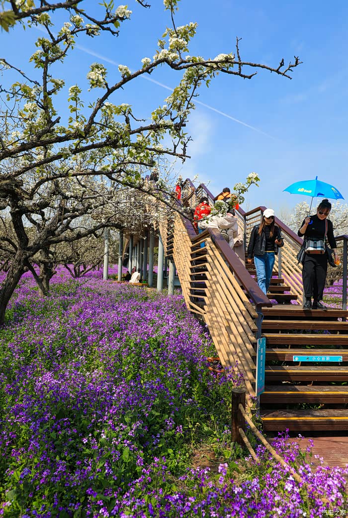 万物复苏送福利周游记宿迁三台山森林公园梨兰会