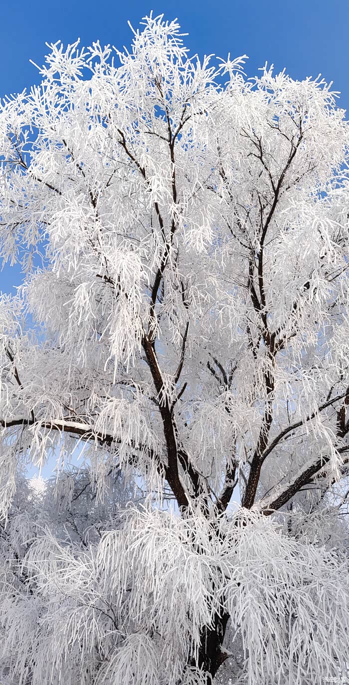 【图】【万物复苏送福利】大美家乡,雾凇绝景(4)_吉林论坛_汽车之家