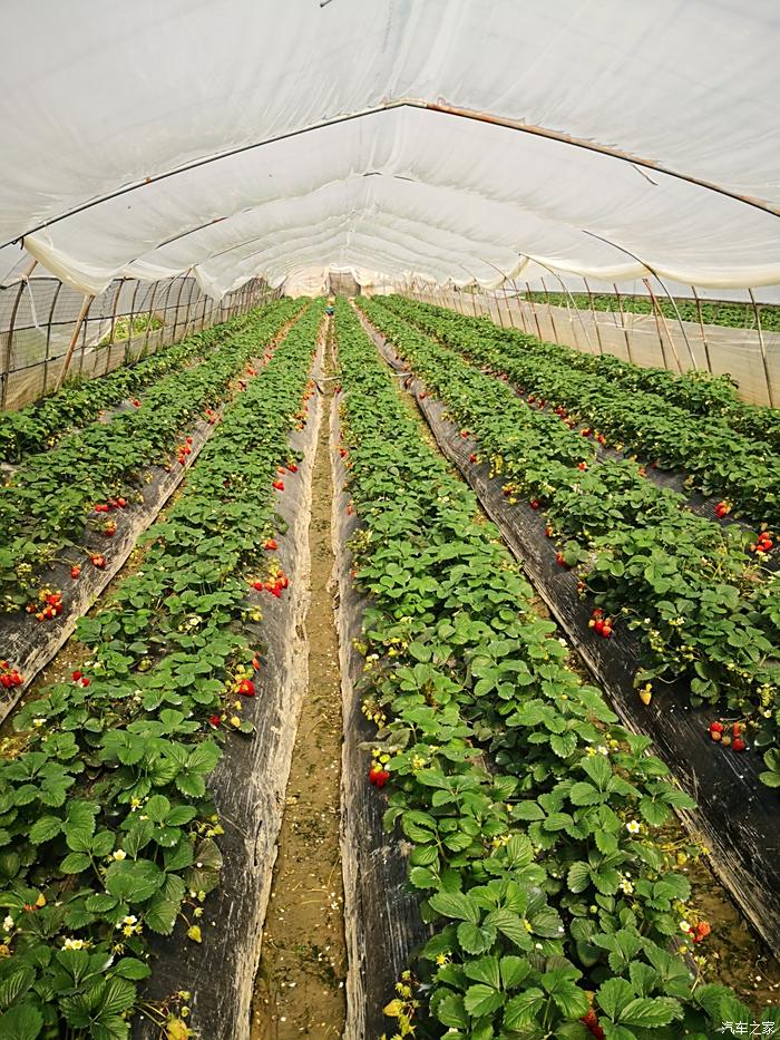 白鹤草莓产业园图片