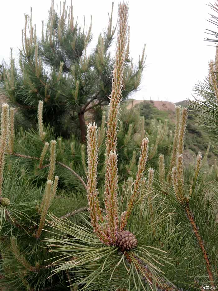 新发芽松树枝!黄,嫩,松香味十足!