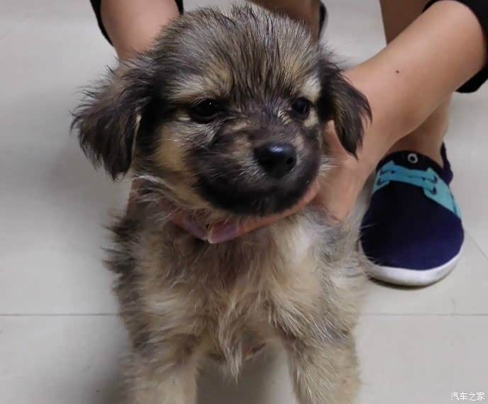 三只小中田犬,诚意求抱走