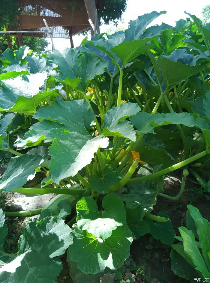 看看地里的蔬菜长啥样