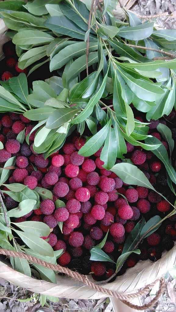 杨梅改变一个小村庄的命运