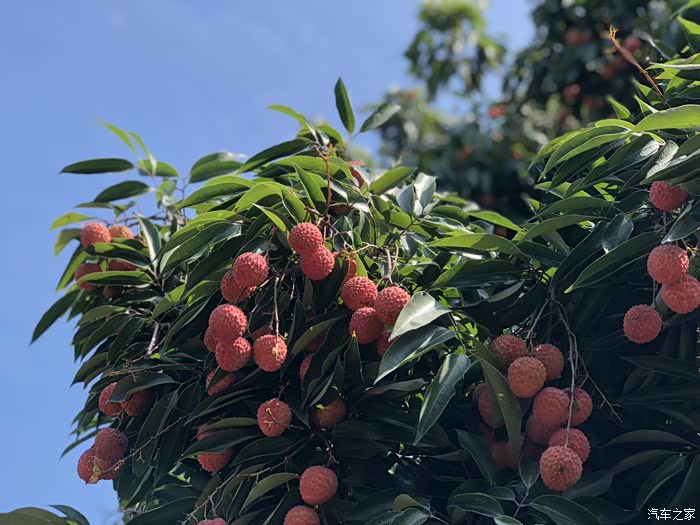 探秘广州增城荔枝园