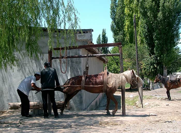 新疆一景之:钉马掌