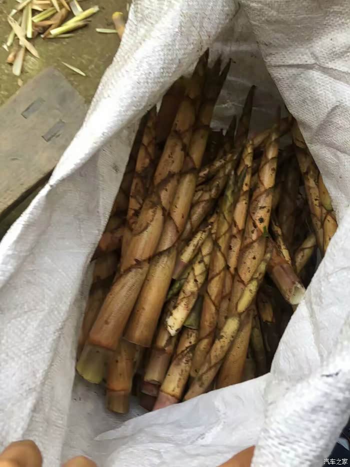 刚刚从林子里面搬的慈竹笋,好新鲜,好嫩啊