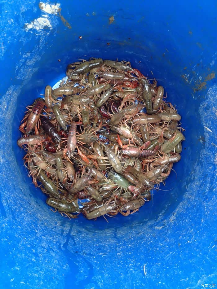 重庆哪里可以钓虾?