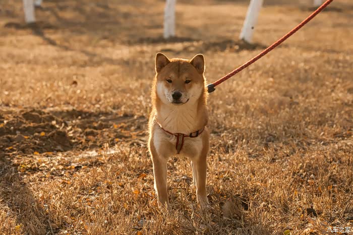 这只是最常见的黄柴——火星星