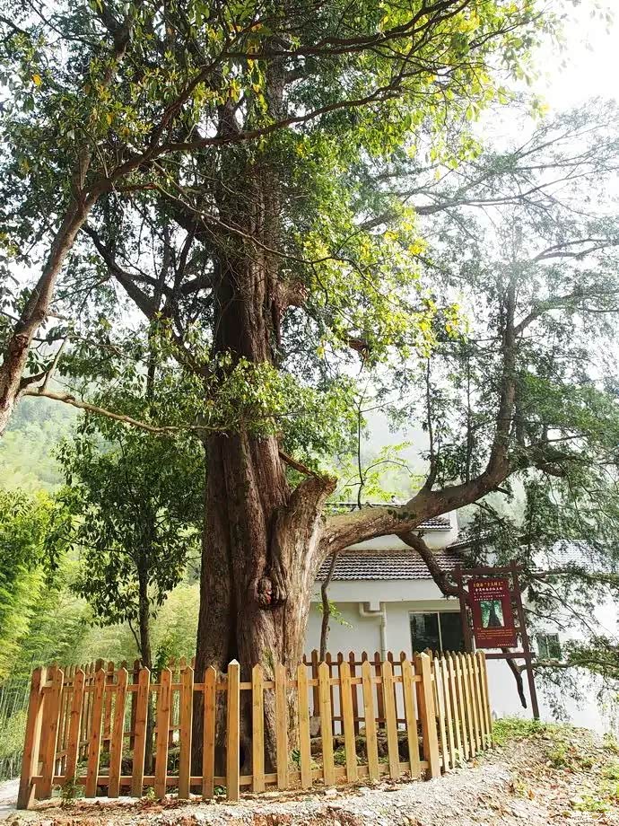 积分大放送婺源乡村游玩