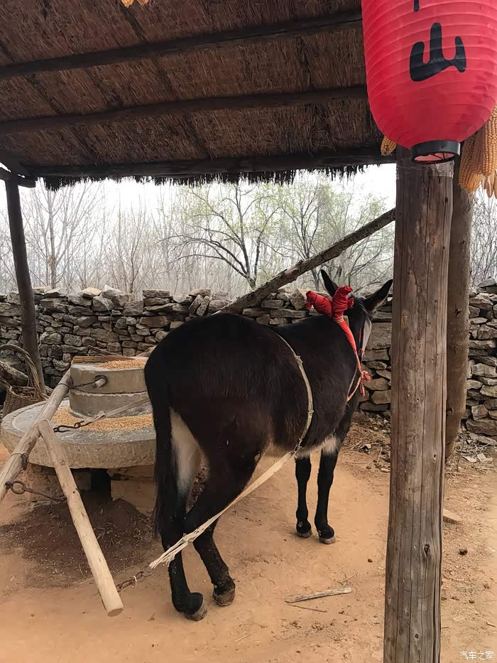 小毛驴拉磨盘～不过他的眼睛被蒙住了,可能看见人多会害怕,不过也挺