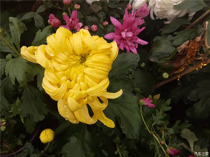 【图】赣江之滨 摩天轮下 菊花朵朵开 冬赏菊 来来来_江西论坛_汽车之