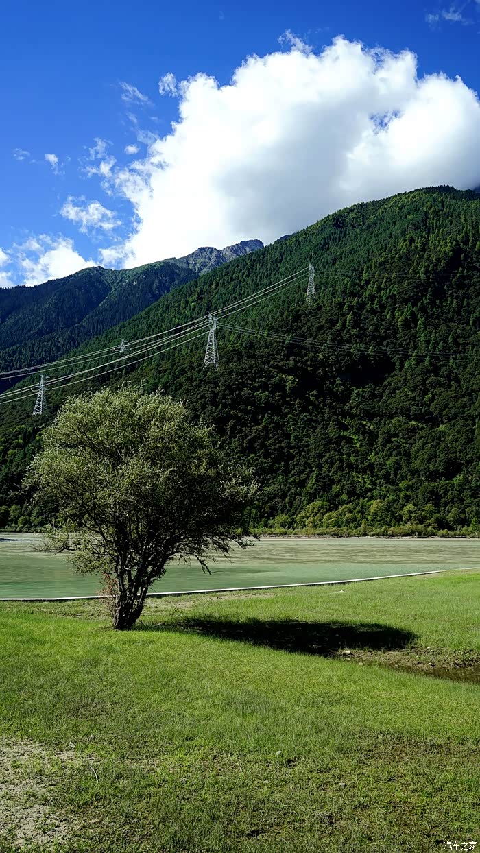 从林芝到波密我的高反之旅四徒步岗云杉林