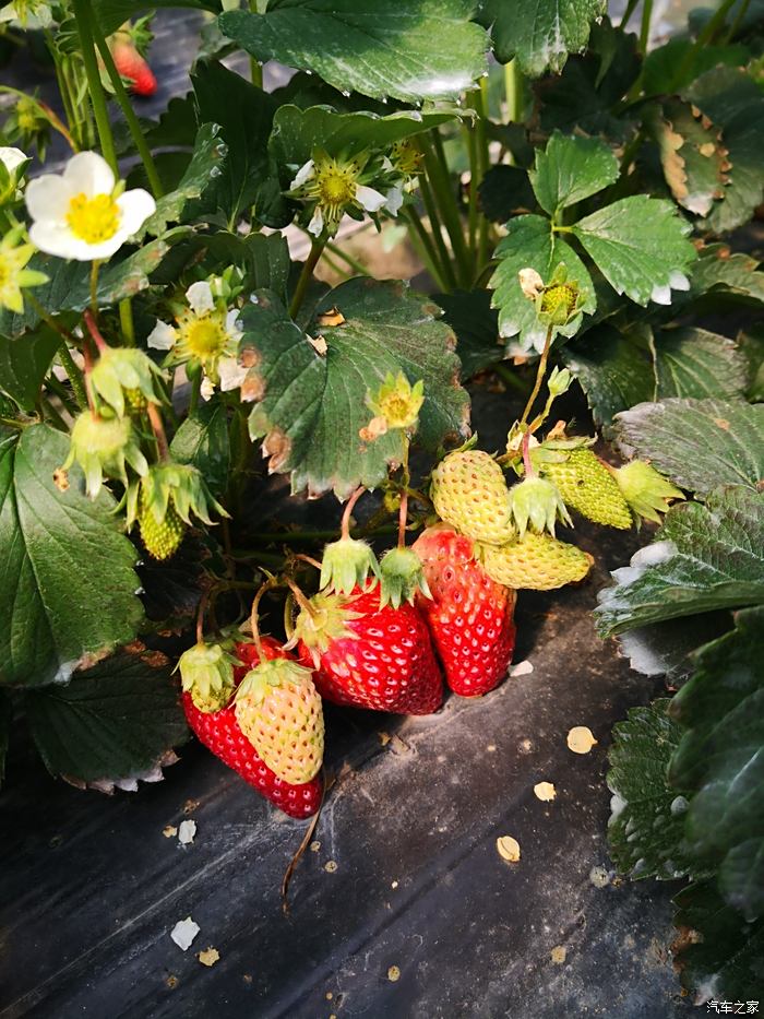 青浦白鹤草莓园图片