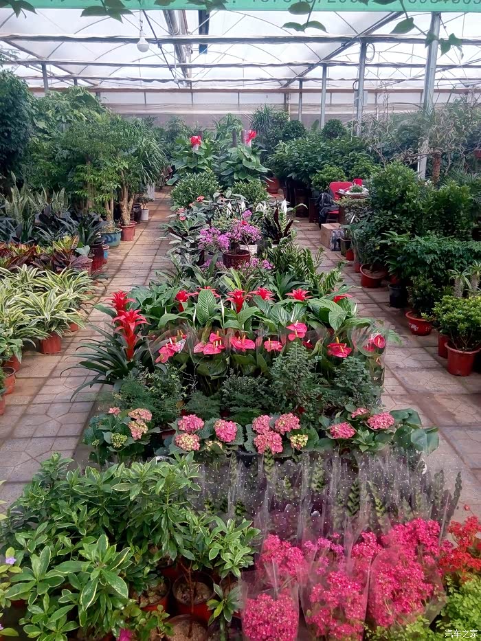 【石家庄cs35车友会】清明小长假之游肖家营花卉基地