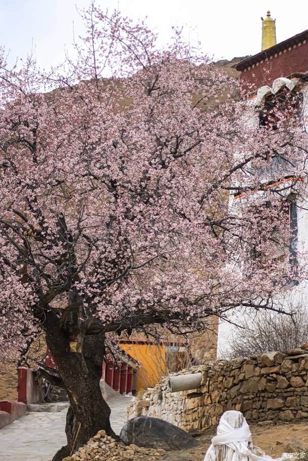 帕邦喀的桃花都开了