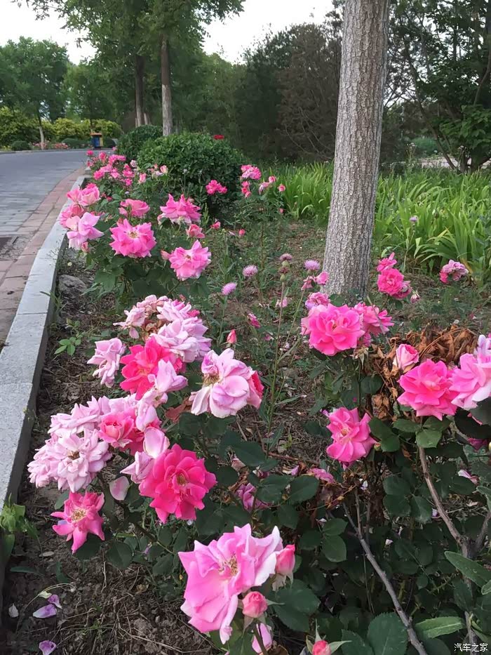 小路边上种的花花草草 春去夏到来 鲜花开的很鲜艳