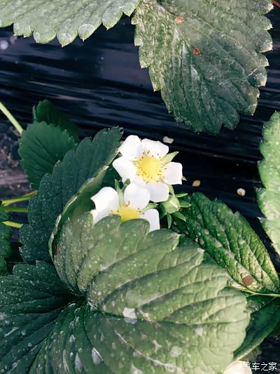 【无锡cs75车友会】年底户外活动采草莓