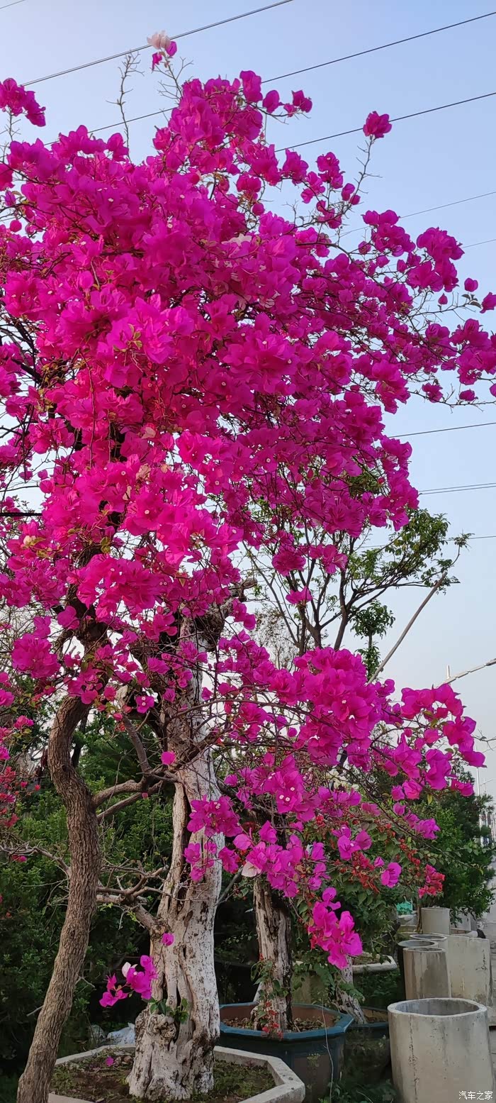 忙里抽闲,打卡南海花卉城