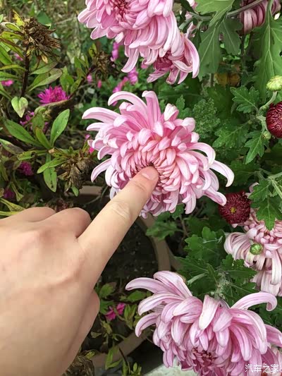 ld家院子里的菊花开了