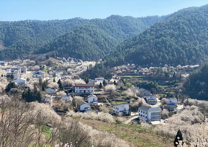 万物复苏送福利三月的樱桃小镇空气中都飘着淡淡的花香