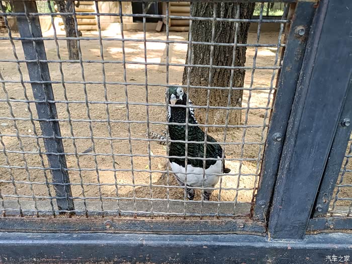 【图】空山新雨后,天气晚来秋-中秋小长假小虎带我们打卡石家庄动物园