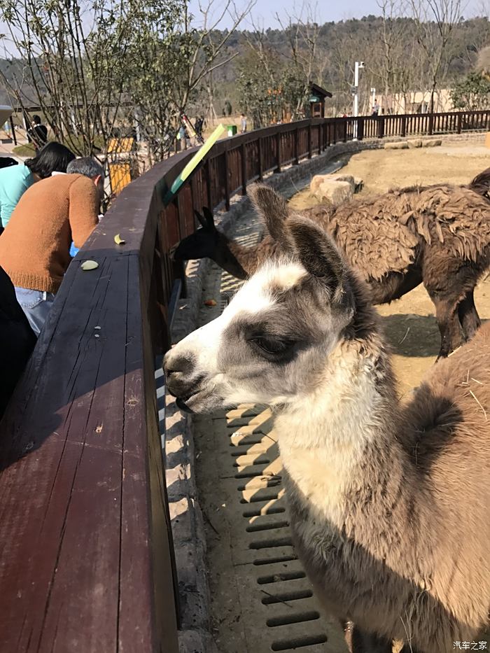 春節遊蘇州上方山動物園