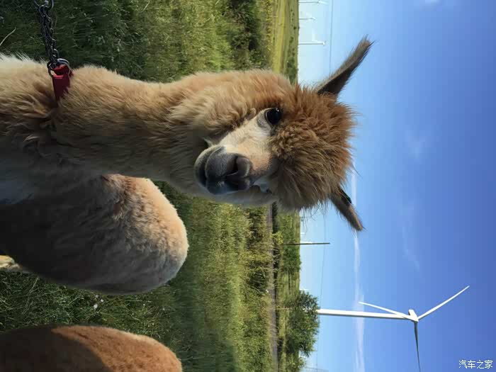 骑着z1000跑长途视频来啦1600公里草原天路之行