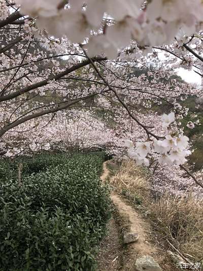 浙江嵊州王可湾的樱花,漫山遍野.